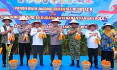 Polda Sumut Ikuti Panen Raya Jagung Serentak Polri Bersama Presiden Prabowo, Dukung Ketahanan Pangan Nasional