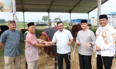 Polda Sumut Sembelih 31 Ekor Sapi di Hari Raya Idul Adha & Dibagikan dalam 4.976 Paket, Sapi Kurban Kapolda Berbobot 1 Ton