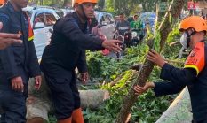 Pohon Tumbang Tutup Akses Jalan, Brimob Sumut Bergerak Cepat Bantu Warga Pematangsianta