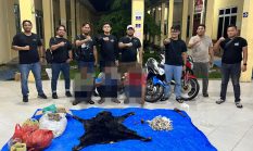 Polres Simalungun Bongkar Perdagangan Satwa Dilindungi, 30 Kg Sisik Trenggiling hingga Kulit Beruang Madu Disita