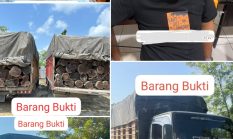 Satreskrim Polres Pelalawan Ungkap Illegal Logging di Lintas Timur Km 80, 2 Sopir Truk Kayu Mahang Tanpa Dokumen Diamankan